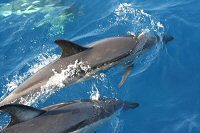 comon dolphin, Faial, Azores