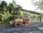 Farming, the Azores way