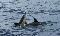 whales and marine life in the Azores