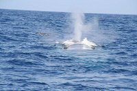 blue whale, Faial, Azores